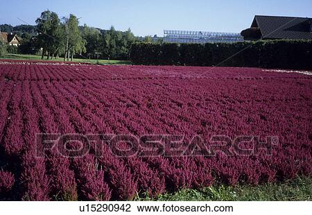 bathe, erika, flower, germany, heath herb field, heidekraut View Large Photo Image Stock Image - bathe, erika, flower, germany, heath herb field, heidekraut. Fotosearch
