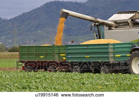 Black Forest, agricultural, autumn, alexandra, agriculture, acre View Large Photo Image Stock Photograph - Black Forest, agricultural, autumn, alexandra, agriculture, acre. Fotosearch