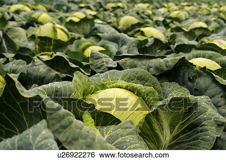 Stock Photograph - Cabbage fields. Fotosearch