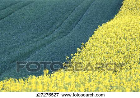canola field, austria, calf, burgenland, bike traces, colza, agriculture View Large Photo Image Stock Photo - canola field, austria, calf, burgenland, bike traces, colza, agriculture. Fotosearch