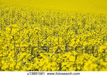 Canola field View Large Photo Image Stock Image - Canola field. Fotosearch