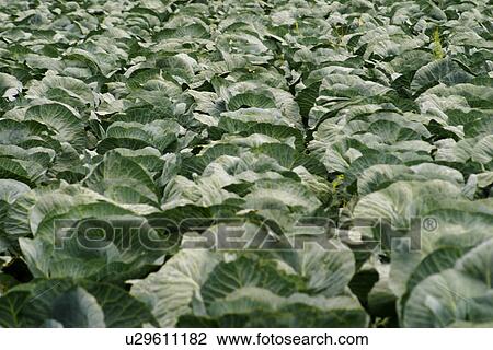 CLOSE, alfred, cabbage, brassica, background, acre View Large Photo Image Stock Image - CLOSE, alfred, cabbage, brassica, background, acre. Fotosearch