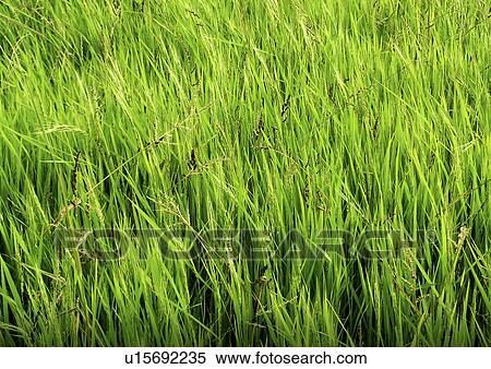 Country grass View Large Photo Image Stock Photography - Country grass. Fotosearch