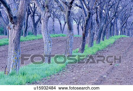 erde, acre, agriculture, alley, austria, calf View Large Photo Image Picture - erde, acre, agriculture, alley, austria, calf. Fotosearch