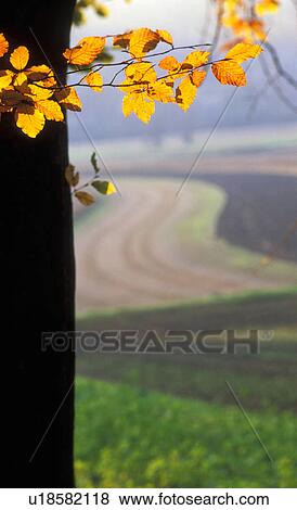 erde, acre, agriculture, austria, autumn, bright, calf View Large Photo Image Stock Photo - erde, acre, agriculture, austria, autumn, bright, calf. Fotosearch