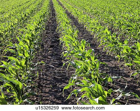 Stock Photo - erde, acre, alfred, Austria, day, field. Fotosearch