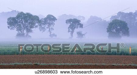 Stock Image - erde, acre, austria, burgenland, calf, fence, field. Fotosearch