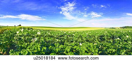 Farm field with blue sky View Large Photo Image Picture - Farm field with blue sky. Fotosearch