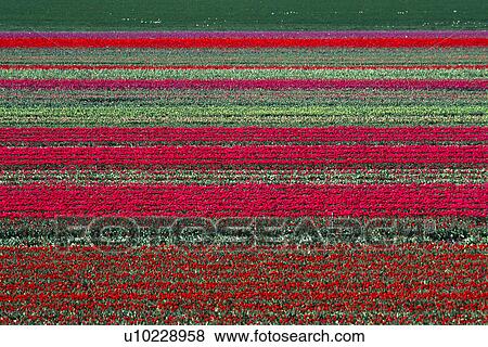 Stock Photo - Field of red tulips in rows. Fotosearch