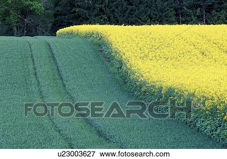Stock Photo - Fields of gold. Fotosearch