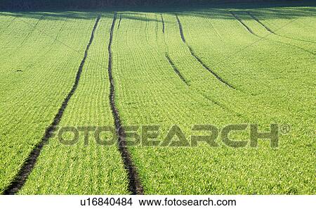 Fields of green View Large Photo Image Picture - Fields of green. Fotosearch