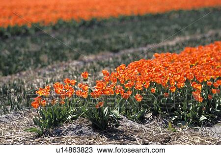 flowers, acre, flora, calf, breed, gesneriana, anbau View Large Photo Image Stock Image - flowers, acre, flora, calf, breed, gesneriana, anbau. Fotosearch
