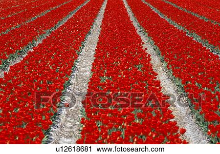gesneriana, breed, flowers, flora, calf, landscape, anbau View Large Photo Image Stock Image - gesneriana, breed, flowers, flora, calf, landscape, anbau. Fotosearch
