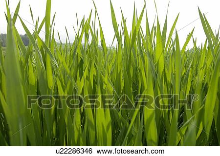 Grassy meadow View Large Photo Image Stock Photograph - Grassy meadow. Fotosearch