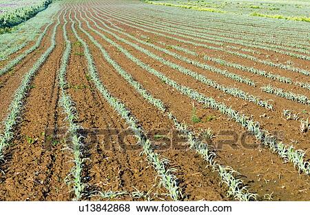 green, addition, cultivation, growing, Earth, world, crop View Large Photo Image Stock Photo - green, addition, cultivation, growing, Earth, world, crop. Fotosearch