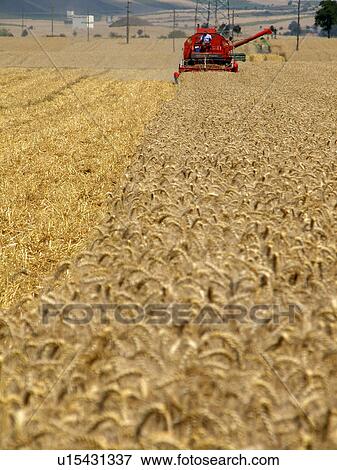 Harvesting the wheat View Large Photo Image Stock Photo - Harvesting the wheat. Fotosearch