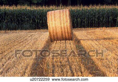 Huge wheat bail View Large Photo Image Stock Photo - Huge wheat bail . Fotosearch
