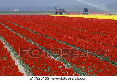 irrigation, anbau, breed, calf, field work, flowers, gesneriana View Large Photo Image Stock Image - irrigation, anbau, breed, calf, field work, flowers, gesneriana. Fotosearch