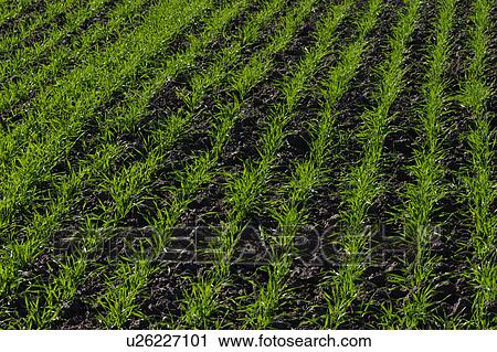 New farm field View Large Photo Image Stock Image - New farm field. Fotosearch