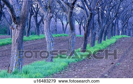 Stock Photo - Trees among the fields. Fotosearch