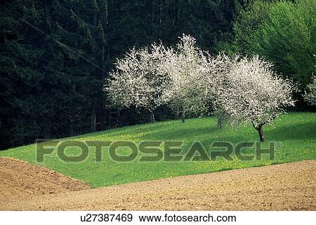 Stock Photo - Trees lining farm fields . Fotosearch