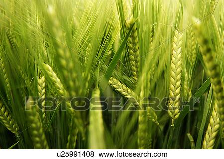 Up-close to wheat View Large Photo Image Stock Photo - Up-close to wheat. Fotosearch