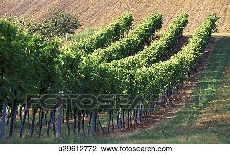 Vineyard View Large Photo Image Stock Image - Vineyard. Fotosearch