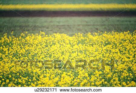 weinviertel, acre, austria, autumn, calf, canola field, field View Large Photo Image Stock Image - weinviertel, acre, austria, autumn, calf, canola field, field. Fotosearch