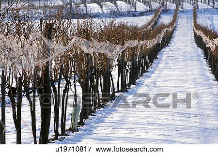 weinviertel, acre, austria, calf, cold, enzersfeld, field View Large Photo Image Stock Photo - weinviertel, acre, austria, calf, cold, enzersfeld, field. Fotosearch
