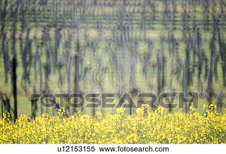 weinviertel, agriculture, austria, calf, canola field, grapevine, Lower Austria View Large Photo Image Stock Photography - weinviertel, agriculture, austria, calf, canola field, grapevine, Lower Austria. Fotosearch