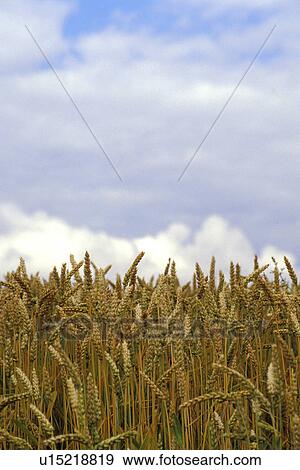 Stock Photo - Wheat field and sky. Fotosearch