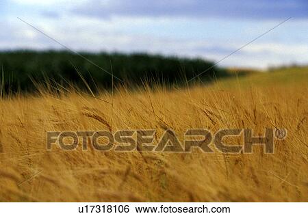 Wheat field View Large Photo Image Stock Photograph - Wheat field. Fotosearch