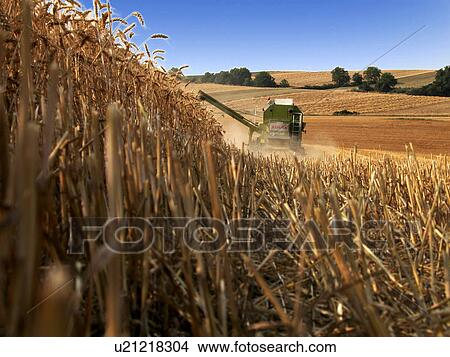 Wheat harvester View Large Photo Image Picture - Wheat harvester . Fotosearch