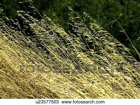 Windy meadow View Large Photo Image Stock Image - Windy meadow. Fotosearch