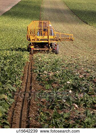 Working in the fields View Large Photo Image Stock Photo - Working in the fields. Fotosearch
