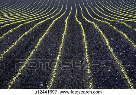 Young plants in the field View Large Photo Image Stock Photo - Young plants in the field. Fotosearch