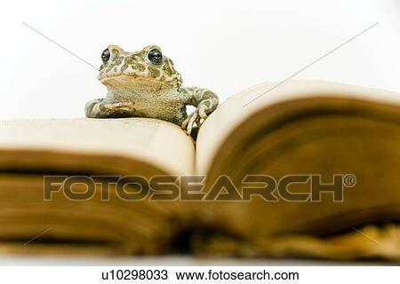 Stock Image - animals, book, body, alfred. Fotosearch