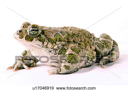 Stock Photo - animals, bufonidae, alfred. Fotosearch