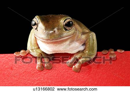 animals, caerulea, body, black, alfred View Large Photo Image Stock Image - animals, caerulea, body, black, alfred. Fotosearch