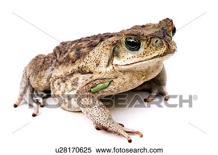animals, CLOSE, bufonidae, alfred View Large Photo Image Stock Photography - animals, CLOSE, bufonidae, alfred. Fotosearch
