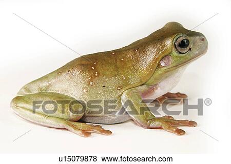 animals, CLOSE, caerulea, alfred View Large Photo Image Stock Photo - animals, CLOSE, caerulea, alfred. Fotosearch