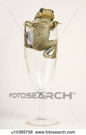 animals, close, champagne glass, catch, alfred View Large Photo Image Stock Photo - animals, close, champagne glass, catch, alfred. Fotosearch