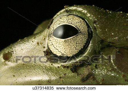 animals, close-up, CLOSE, black, alfred View Large Photo Image Stock Photography - animals, close-up, CLOSE, black, alfred. Fotosearch
