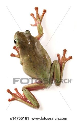 animals, close-up, CLOSE, caerulea, alfred View Large Photo Image Stock Image - animals, close-up, CLOSE, caerulea, alfred. Fotosearch