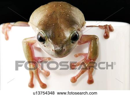 animals, close-up, CLOSE, caerulea, alfred View Large Photo Image Stock Photo - animals, close-up, CLOSE, caerulea, alfred. Fotosearch