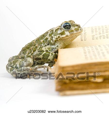animals, curiosity, close, book, alfred View Large Photo Image Stock Image - animals, curiosity, close, book, alfred. Fotosearch