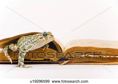 animals, curiosity, close, book, alfred View Large Photo Image Stock Photo - animals, curiosity, close, book, alfred. Fotosearch