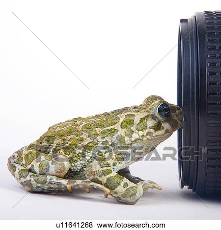 animals, curiosity, close, camera, alfred View Large Photo Image Stock Photo - animals, curiosity, close, camera, alfred. Fotosearch