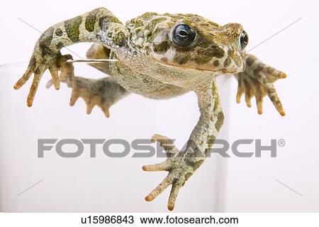 animals, curiosity, close, climb, alfred View Large Photo Image Stock Image - animals, curiosity, close, climb, alfred. Fotosearch