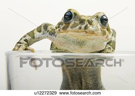 animals, curious, curiosity, close, alfred View Large Photo Image Stock Photo - animals, curious, curiosity, close, alfred. Fotosearch